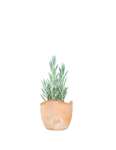 Senecio