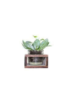 Senecio con supporto in legno