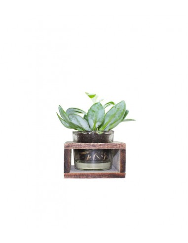 Senecio con supporto in legno