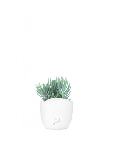 Senecio serpens