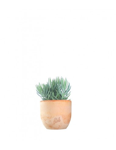 Senecio serpens