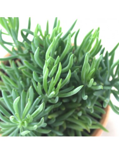 Senecio serpens