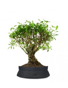 Serissa