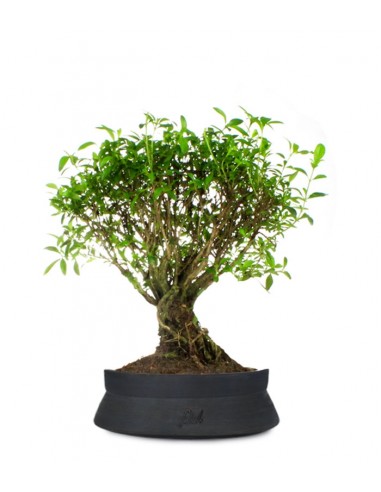 Serissa