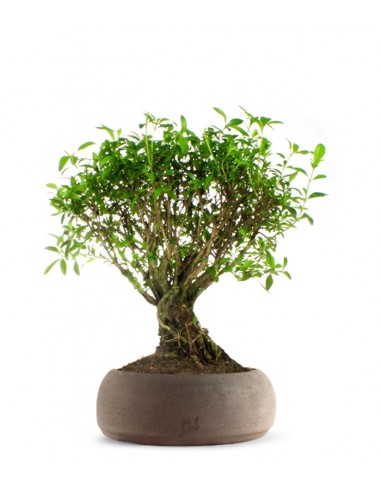 Serissa