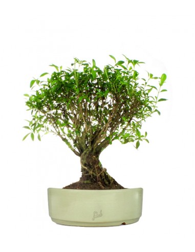 Serissa