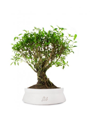 Serissa