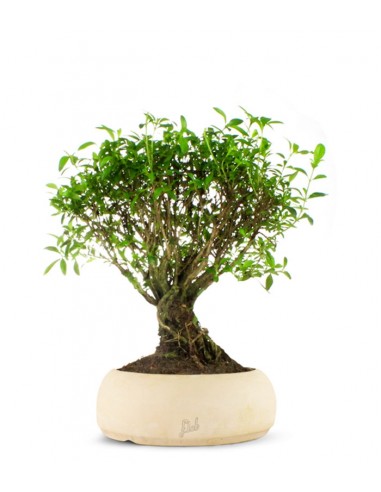 Serissa