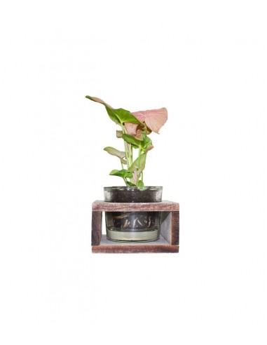 Singonio rosa con supporto in legno
