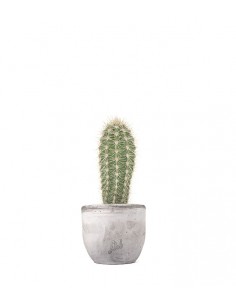 Stenocereus thurberi