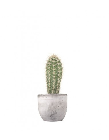 Stenocereus thurberi