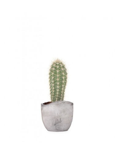 Stenocereus thurberi