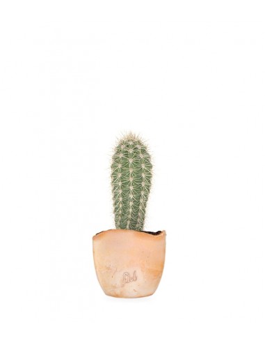 Stenocereus thurberi