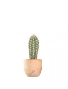 Stenocereus thurberi 2