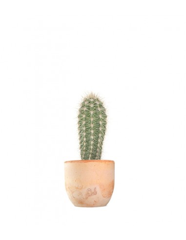 Stenocereus thurberi