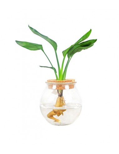 Strelitzia idroponica in vetro sfera