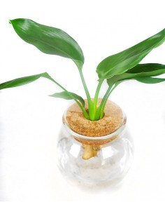 Strelitzia idroponica in... 2