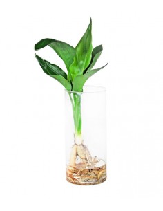 Strelitzia in vetro