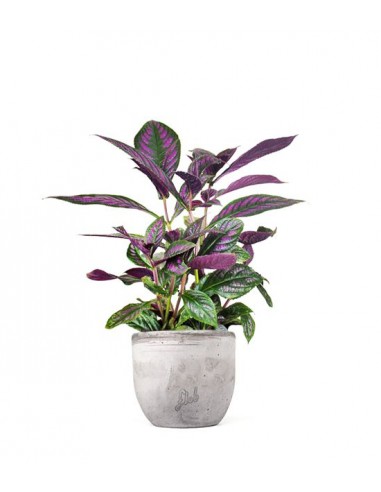 Strobilanthes Dyerianus