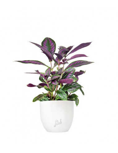 Strobilanthes Dyerianus
