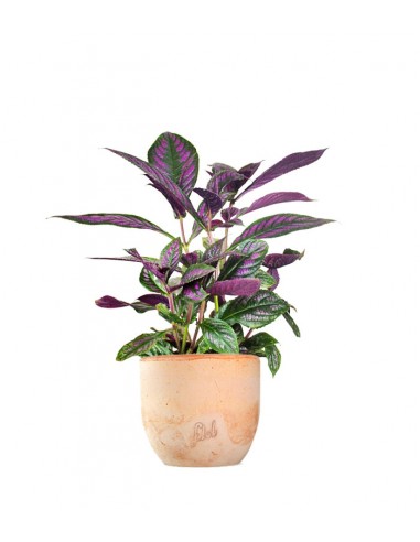 Strobilanthes Dyerianus