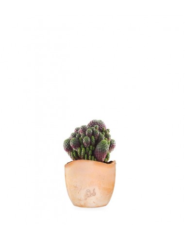 Sulcorebutia rauschii