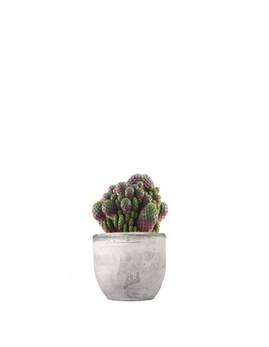 Sulcorebutia rauschii