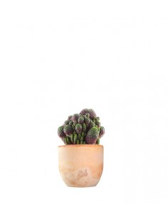 Sulcorebutia rauschii 2