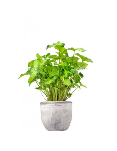 Syngonium