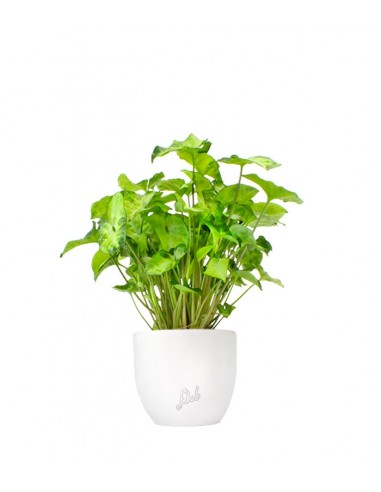 Syngonium