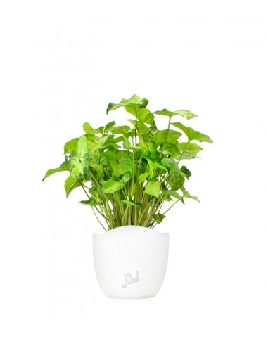 Syngonium