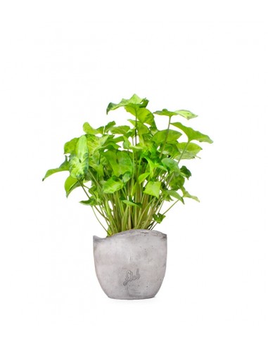 Syngonium