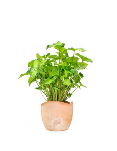Syngonium