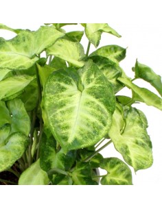Syngonium 2