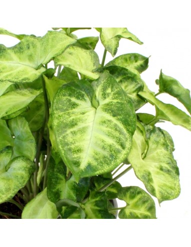 Syngonium