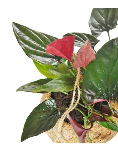 Syngonium erythrophyllum 2