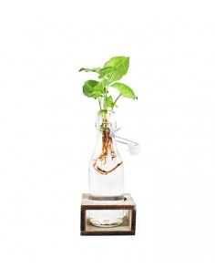Syngonium idroponica con...