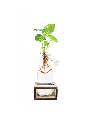 Syngonium idroponica con supporto in...