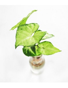 Syngonium idroponica con... 2