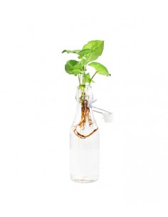 Syngonium idroponica in...