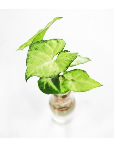 Syngonium idroponica in bottiglia
