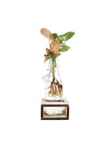 Syngonium rosa idroponica con...