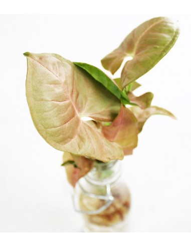 Syngonium rosa idroponica con...