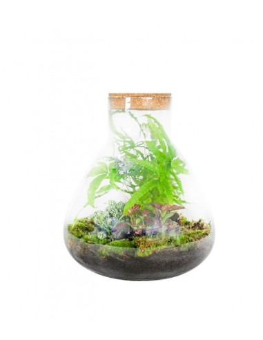 Terrarium in vetro con mix piante verdi