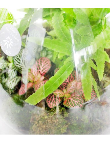 Terrarium in vetro con mix piante verdi