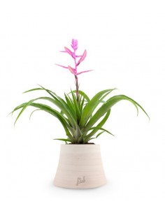 Tillandsia Andreus