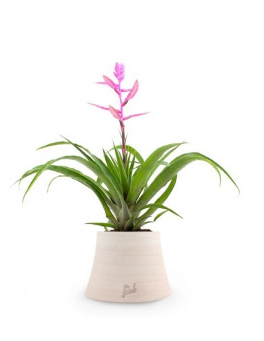 Tillandsia Andreus