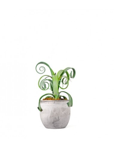Tillandsia arricciata