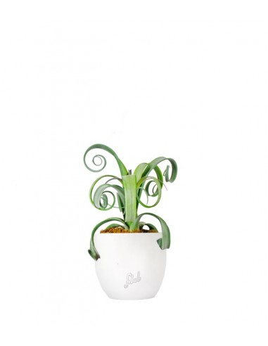 Tillandsia arricciata