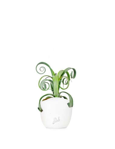 Tillandsia arricciata